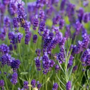 English Lavender Live Plant - Purple Perennial Flower, 2-4