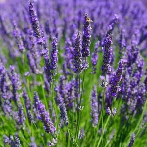 English Lavender Live Plant - Purple Perennial Flower, 2-4