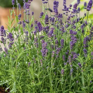 English Lavender Live Plant - Purple Perennial Flower, 2-4