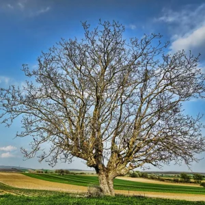 English Walnut Tree Live Plant 1-2 Feet Tall - Cold Hardy, 1 Year Old - Image 6