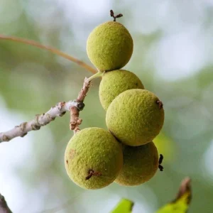 English Walnut Tree Live Plant 1-2 Feet Tall - Cold Hardy, 1 Year Old - Image 7