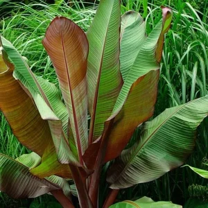 Ensete Maurelii Red Abyssinian Banana Live Plant - Seedling - Indoor/Outdoor - Image 1