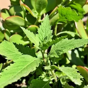 Epazote Live Plant - 4 Inch Pot - Culinary Herb for Indoor/Outdoor Garden - Image 4