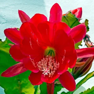 Epiphyllum Orchid Cactus Live Plant – Pink, 1 Ft Tall, Fully Rooted in 4