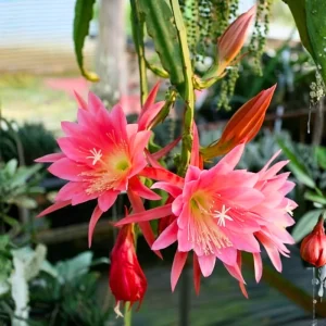 Epiphyllum Orchid Cactus Live Plant, Red, 4