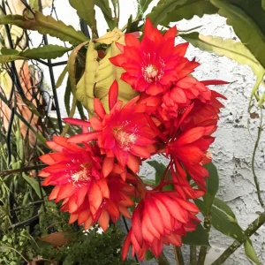 Epiphyllum Orchid Cactus Live Plant, Red, 4