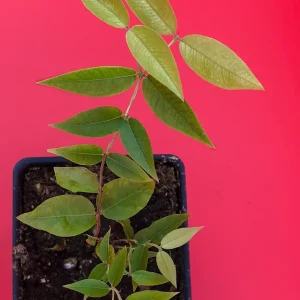 Escarlate Hybrid Jaboticaba Brazilian Grape Live Plant - 2-5'' Tall Seedling - Image 2