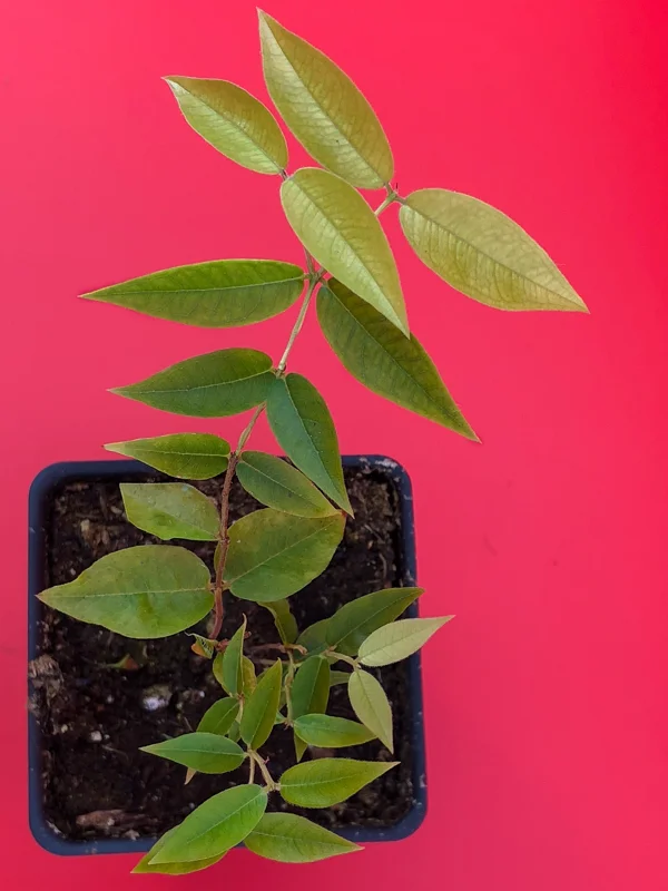 Escarlate Hybrid Jaboticaba Brazilian Grape Live Plant - 2-5'' Tall Seedling - Image 2