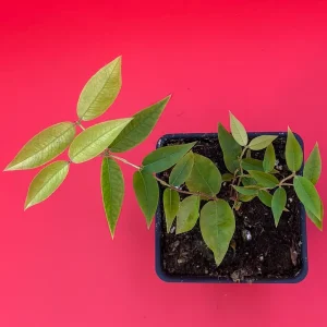 Escarlate Hybrid Jaboticaba Brazilian Grape Live Plant - 2-5'' Tall Seedling - Image 3