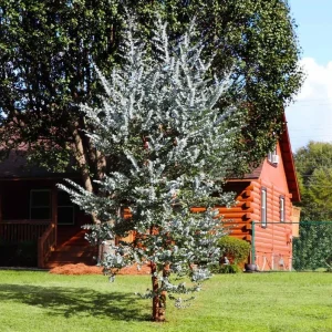 Eucalyptus Silver Dollar Live Plant - 3.25 Inch Pot, Aromatic Foliage Tree - Image 10