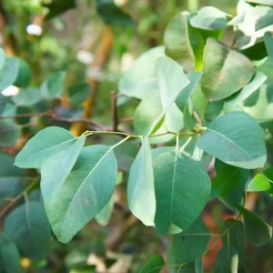 Eucalyptus Silver Dollar Live Plant - 3.25 Inch Pot, Aromatic Foliage Tree - Image 3
