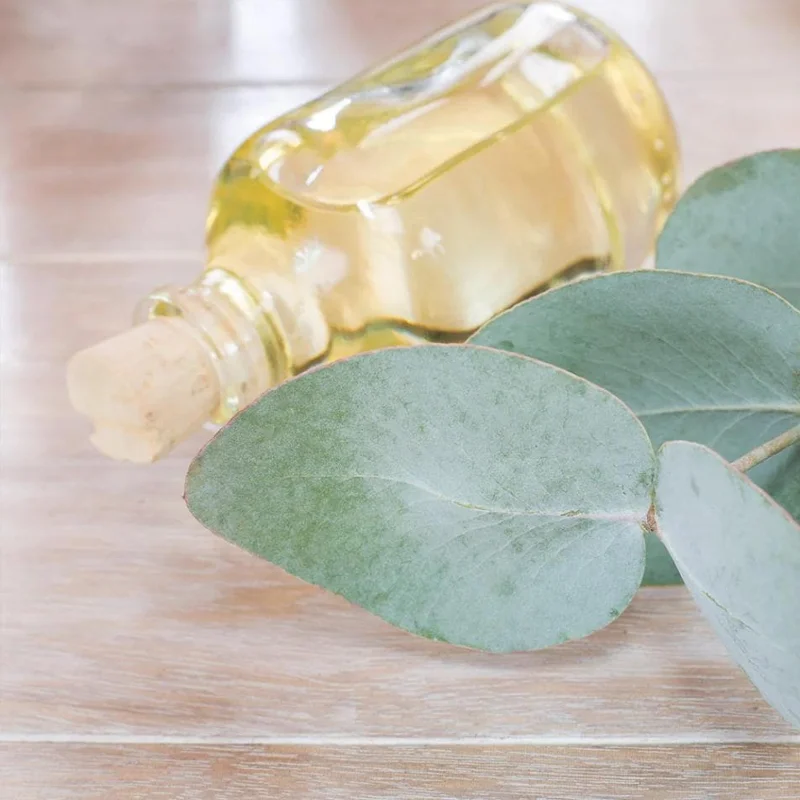 Eucalyptus Silver Dollar Live Plant - 3.25 Inch Pot, Aromatic Foliage Tree - Image 5