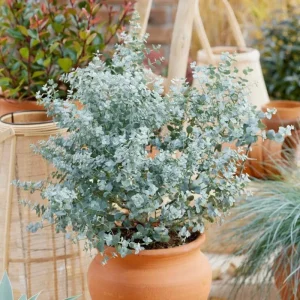Eucalyptus Silver Dollar Live Starter Plant – 3 Inch Pot – Aromatic Foliage - Image 4