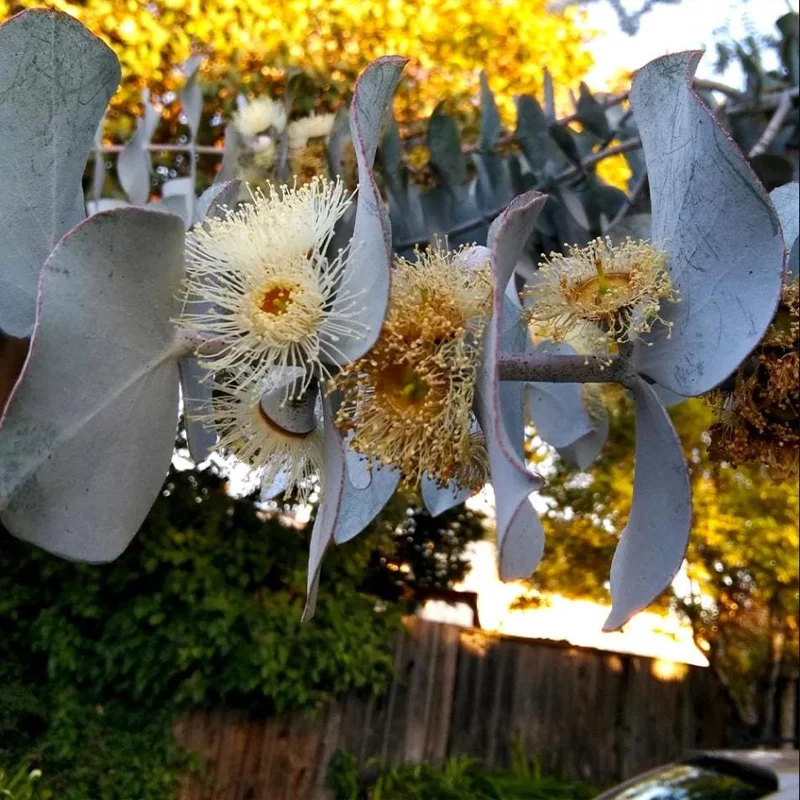 Eucalyptus Silver Dollar Live Starter Plant – 3 Inch Pot – Aromatic Foliage - Image 6