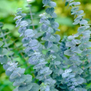 Eucalyptus Silver Dollar Live Starter Plant – 3 Inch Pot – Aromatic Foliage - Image 1