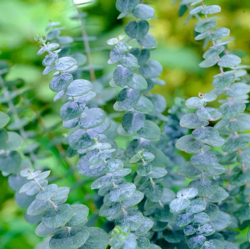 Eucalyptus Silver Dollar Live Starter Plant – 3 Inch Pot – Aromatic Foliage - Image 1