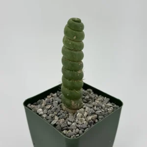 Eulychnia Castanea Spiralis Live Plant – Spiral Cactus in 4" or 6" Pot – Rare Indoor Succulent - Image 2