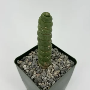 Eulychnia Castanea Spiralis Live Plant – Spiral Cactus in 4