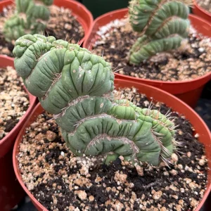 Eulychnia Castanea Spiralis Live Plant – Spiral Cactus in 4