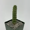 Eulychnia Castanea Spiralis Live Plant – Spiral Cactus in 4" or 6" Pot – Rare Indoor Succulent - Image 1