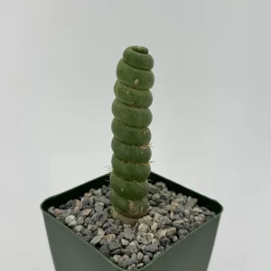 Eulychnia Castanea Spiralis Live Plant – Spiral Cactus in 4" or 6" Pot – Rare Indoor Succulent - Image 1