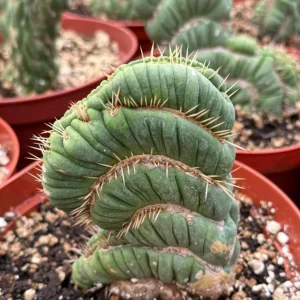 Eulychnia Castanea Spiralis Live Plant – Spiral Cactus in 4