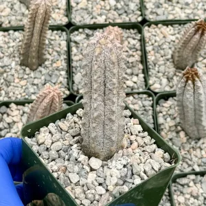 Euphorbia Abdelkuri Gray Succulent Live Plant in 4