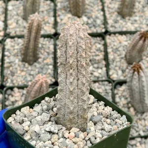 Euphorbia Abdelkuri Gray Succulent Live Plant in 4
