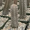 Euphorbia Abdelkuri Gray Succulent Live Plant in 4" Pot - Rare Indoor/Outdoor - Image 1