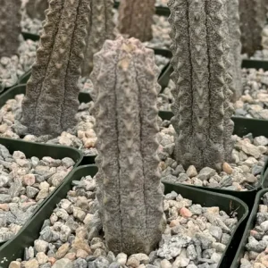 Euphorbia Abdelkuri Gray Succulent Live Plant in 4