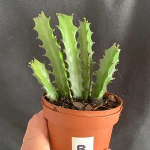 Euphorbia Lactea Dragon Bone Spurge Live Plant – 4in Pot – Easy Care - Image 1