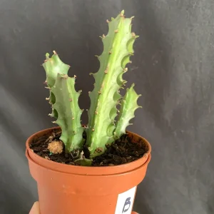 Euphorbia Lactea Dragon Bone Spurge Live Plant – 4in Pot – Easy Care - Image 3