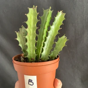 Euphorbia Lactea Dragon Bone Spurge Live Plant – 4in Pot – Easy Care - Image 5