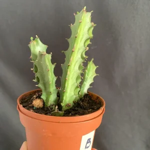 Euphorbia Lactea Dragon Bone Spurge Live Plant – 4in Pot – Easy Care - Image 6