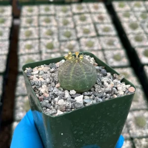 Euphorbia Obesa Baseball Plant Live Succulent Plant in 4 inch Pot - Image 3