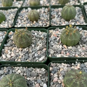 Euphorbia Obesa Baseball Plant Live Succulent Plant in 4 inch Pot - Image 4