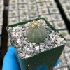 Euphorbia Obesa Baseball Plant Live Succulent Plant in 4 inch Pot - Image 1