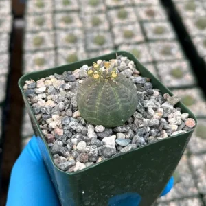 Euphorbia Obesa Baseball Plant Live Succulent Plant in 4 inch Pot - Image 1