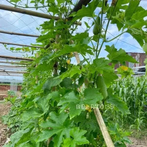 F1 Hairy Melon Seeds - Lemon Winter Melon Seeds (10 Seeds) for Planting - Image 4