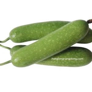 F1 Hairy Melon Seeds - Lemon Winter Melon Seeds (10 Seeds) for Planting - Image 1