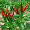 F1 Hot Pepper Seeds for Planting - 40 Seeds, High Yield Spicy Variety - Image 1