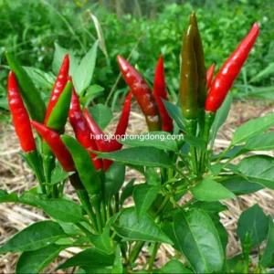F1 Hot Pepper Seeds for Planting - 40 Seeds, High Yield Spicy Variety - Image 1