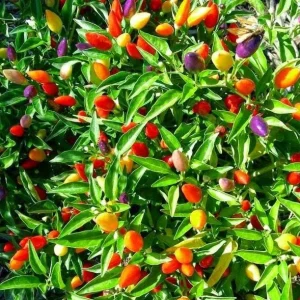 F1 Hot Pepper Seeds for Planting - 40 Seeds, High Yield Spicy Variety - Image 5