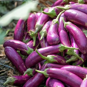 F1 Long Purple Eggplant Seeds - 30 Seeds for Planting | Vegetable Seeds - Image 4