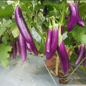 F1 Long Purple Eggplant Seeds - 30 Seeds for Planting | Vegetable Seeds - Image 1