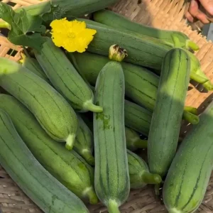 F1 Smooth Luffa Seeds - 10 Seeds for Planting Edible Gourds - Image 1