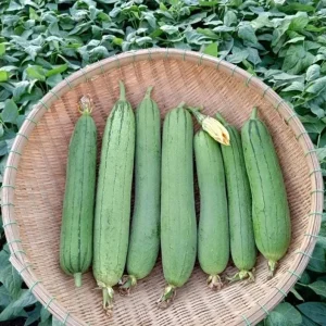 F1 Smooth Luffa Seeds - 10 Seeds for Planting Edible Gourds - Image 3