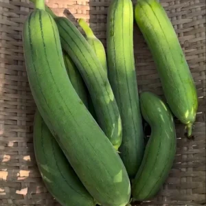 F1 Smooth Luffa Seeds - 10 Seeds for Planting Edible Gourds - Image 5
