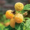 Fall Gold Raspberry Live Plants - Everbearing Sweet Fruits - 2 Pack, 5-9 Inches Tall - Image 1