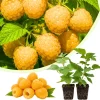Fall Gold Raspberry Live Plants, Set of 2, 4-6 Inch Tall, Fruit Bearing Shrub - Image 1
